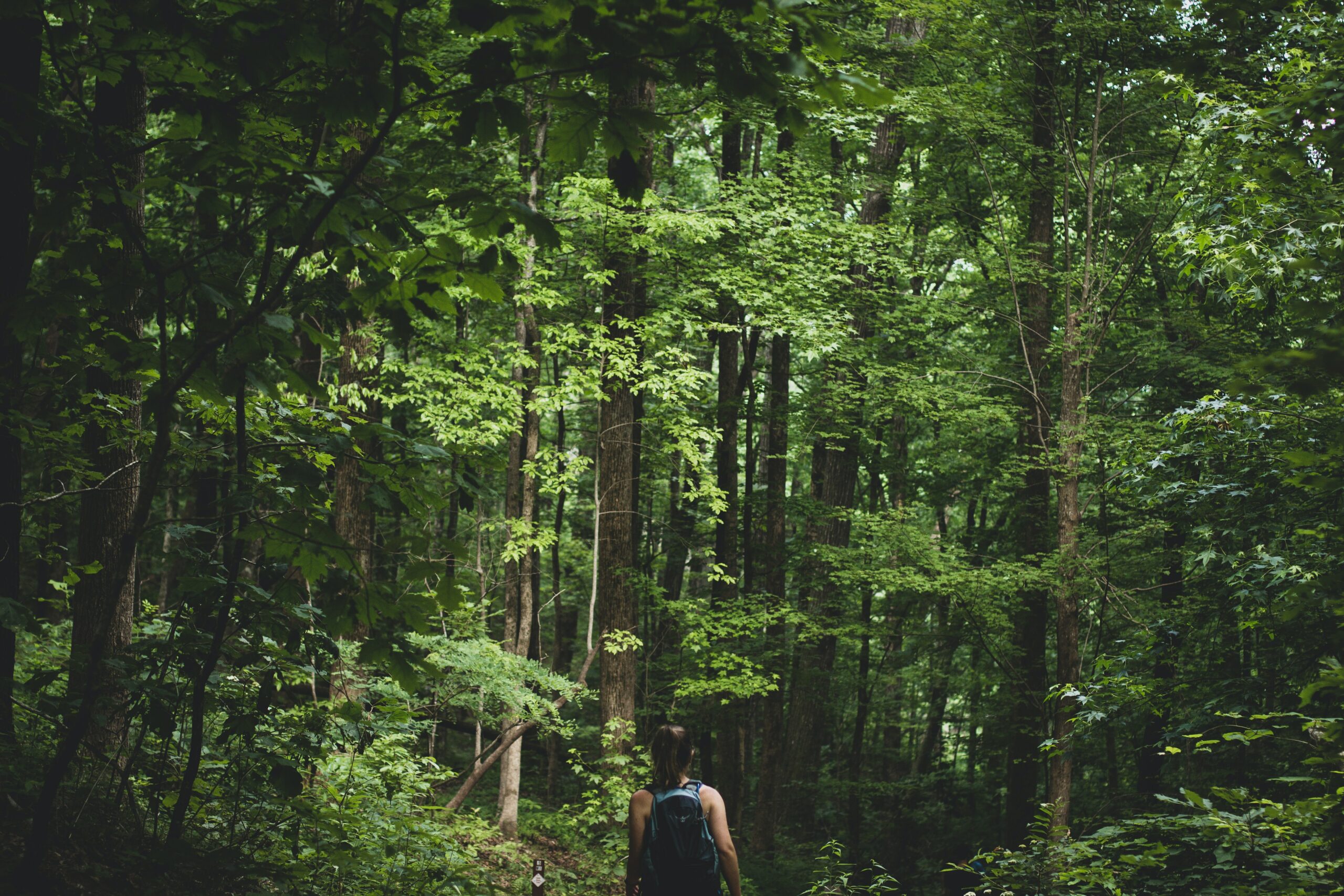 WEEKLY WALKS | SHINRIN YOKU / FOREST BATHING